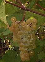 Bouteille de vin blanc